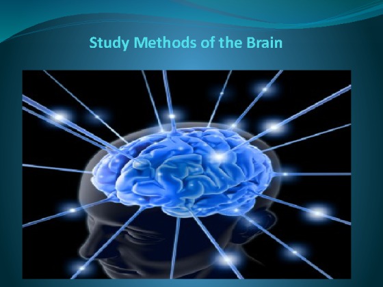 PSY 240 Week 3 CheckPoint Brain Studies