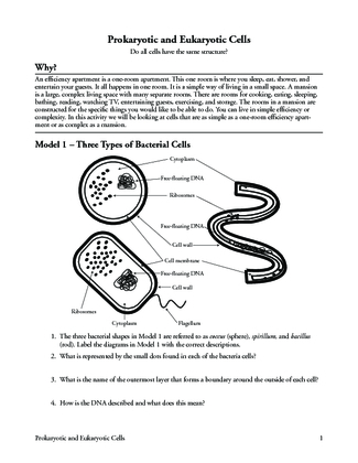 7 Prokaryote and Eukaryote Cells S (1)