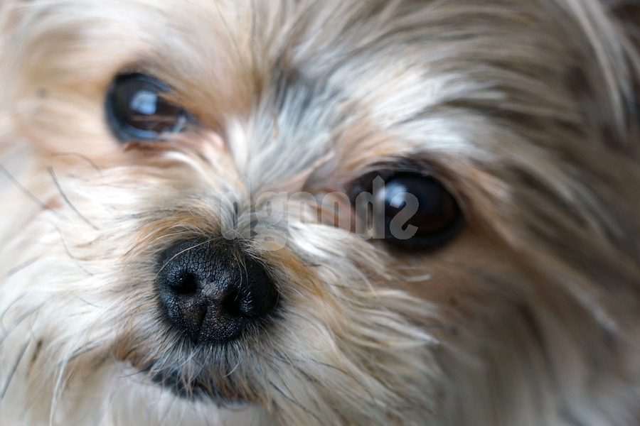Face of a Yorkie stock photography