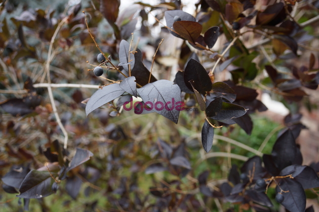 Detailed picture of nice leaves