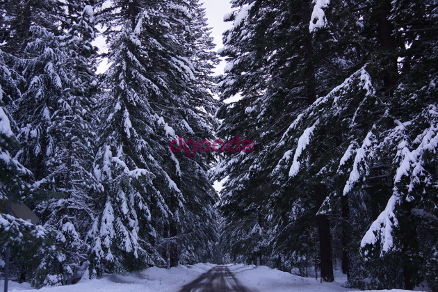 Straight road through snowy trees