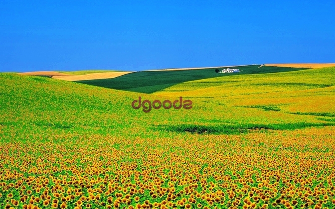 Sunflower Hills
