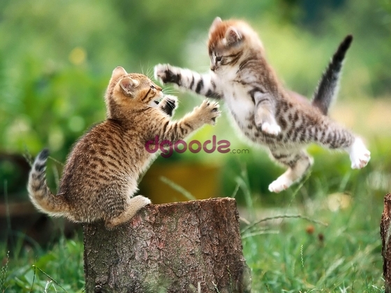 Kitty fight